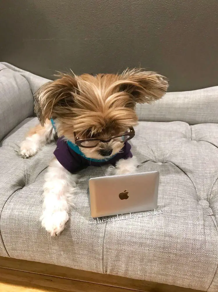 Yorkshire Terrier wearing glasses while looking at a cellphone