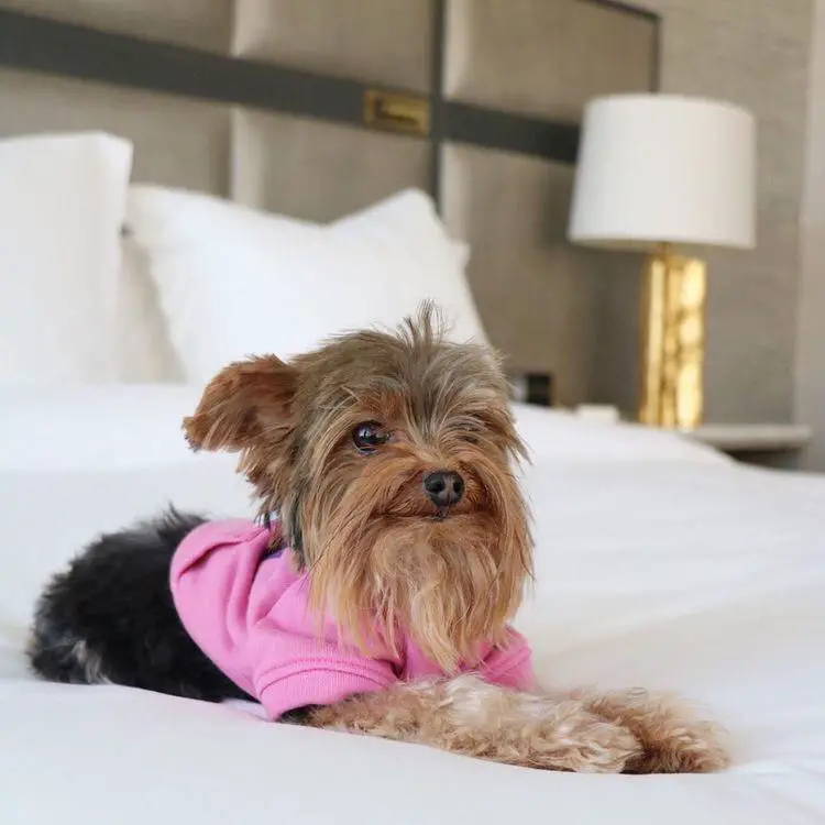 smiling Yorkshire Terrier lying on the bed while wearing its pink sweater