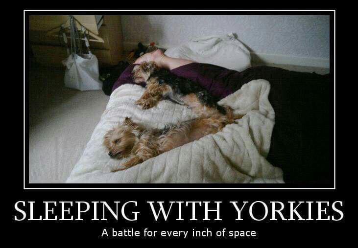 two Yorkshire Terriers sleeping on the bed beside the feet of its owner