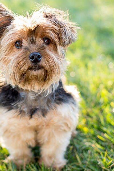 Yorkshire Terrier sitting on the green grass