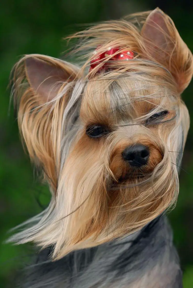 Yorkshire Terrier with its long hair against the wind