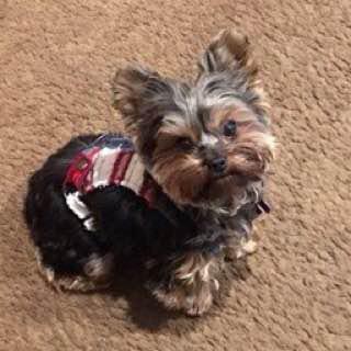 Yorkshire Terrier sitting on the floor wearing its cute sweater