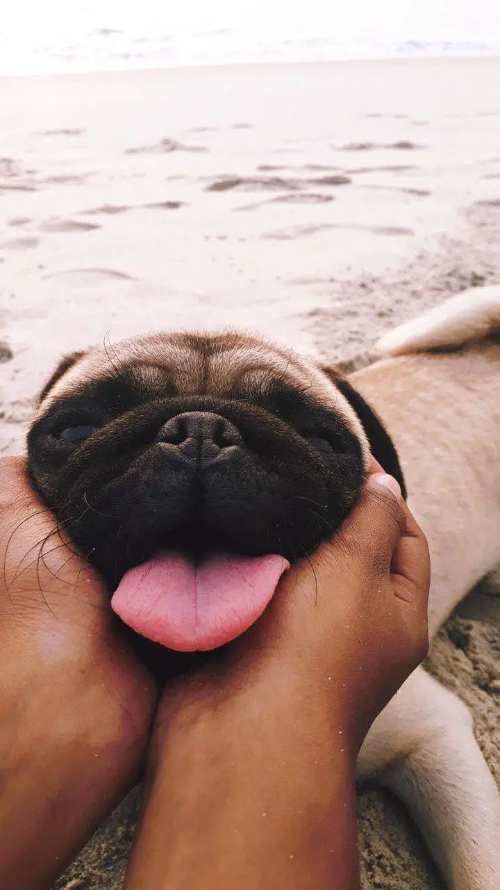 both hands coping the face of a Pug with its tongue sticking out
