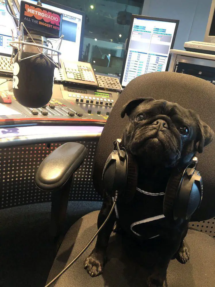Pug sitting on the chair in the studio while wearing headphones