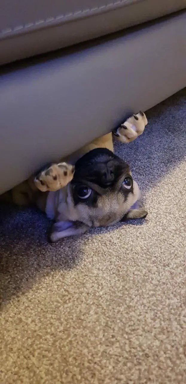 Pug lying on its back under the couch
