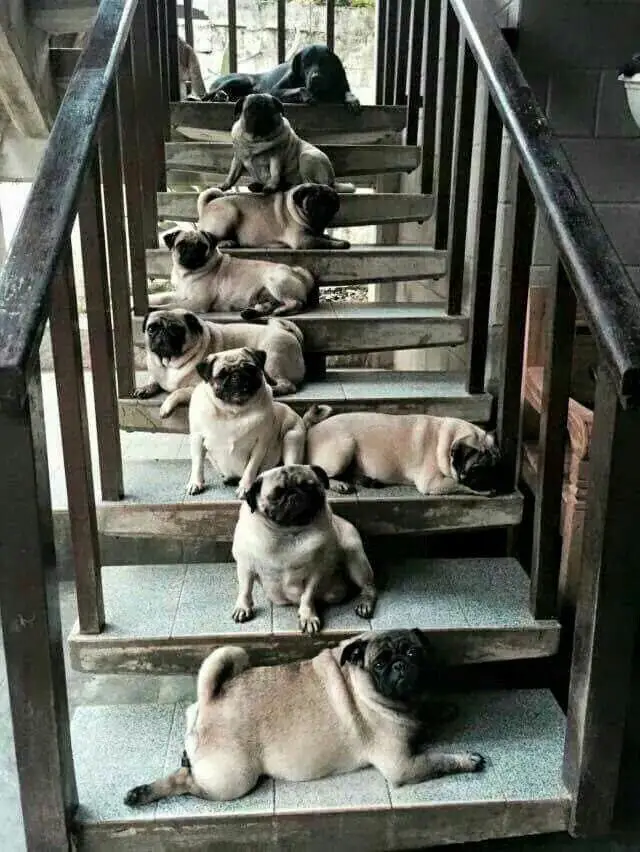 Pugs lying down on the stairs