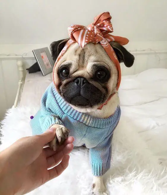 girl holding the paw of a Pug with blue sweater and cute scarf tied around its face