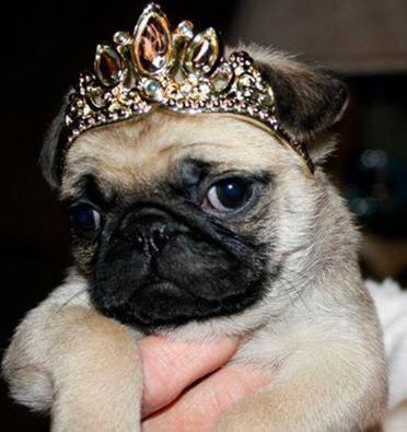 Pug wearing a princess crown