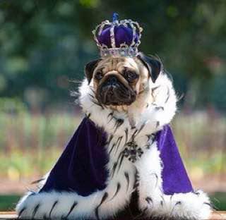 Pug wearing a blue royal outfit
