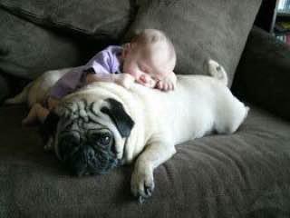 Pug lying on the couch with a baby sleeping on top of him