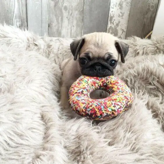 Pug puppy on top of its fluffy bed with a donut stuffed toy in its mouth