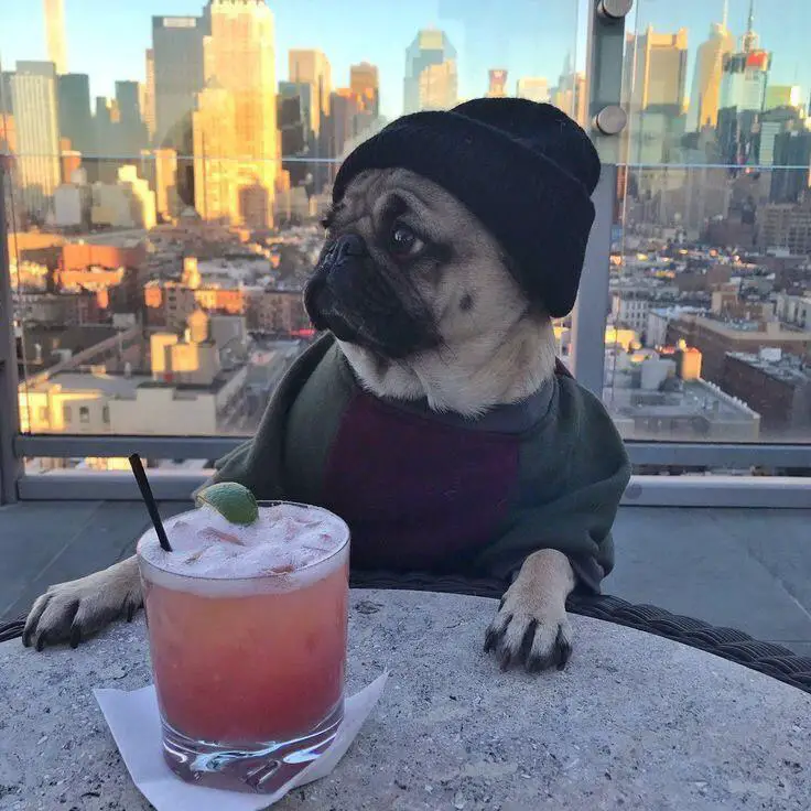 Pug sitting across the table wearing a beanie and a sweater with the view of the city behind