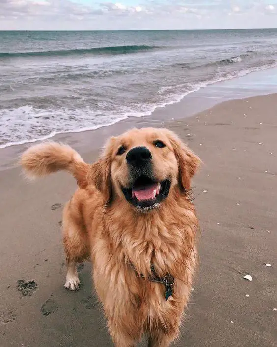Golden Retriever having fun by the seashore