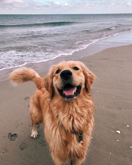 Golden Retriever having fun by the seashore