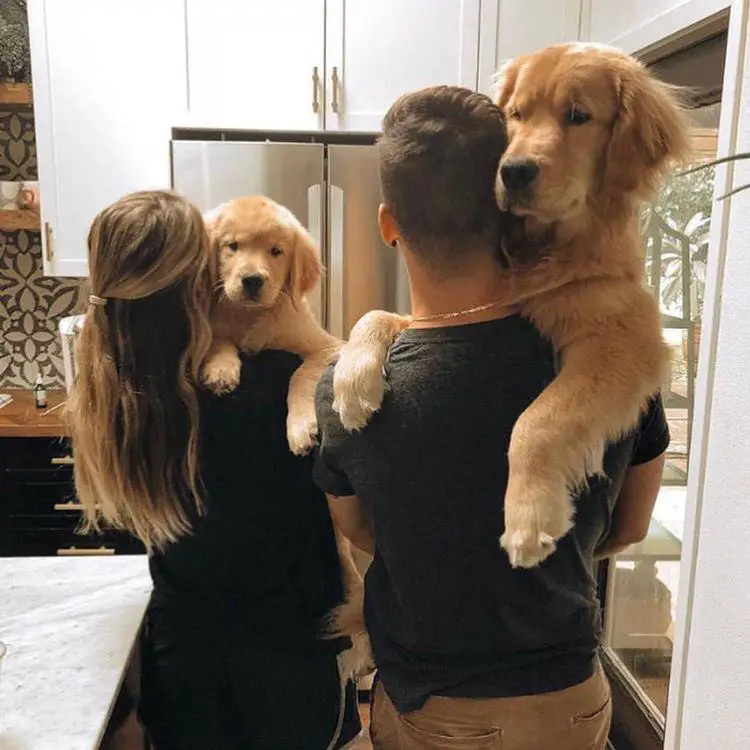 couples carrying a Golden Retriever puppy and adult in the kitchen