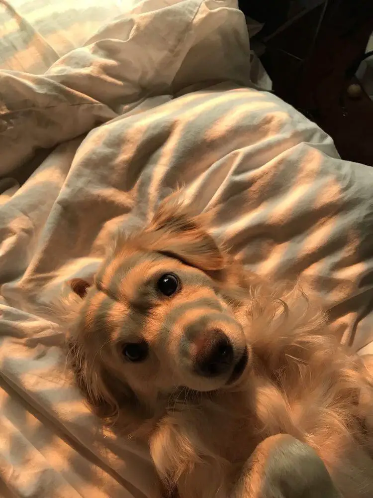 Golden Retriever lying in bed with a morning sunlight coming thru the window