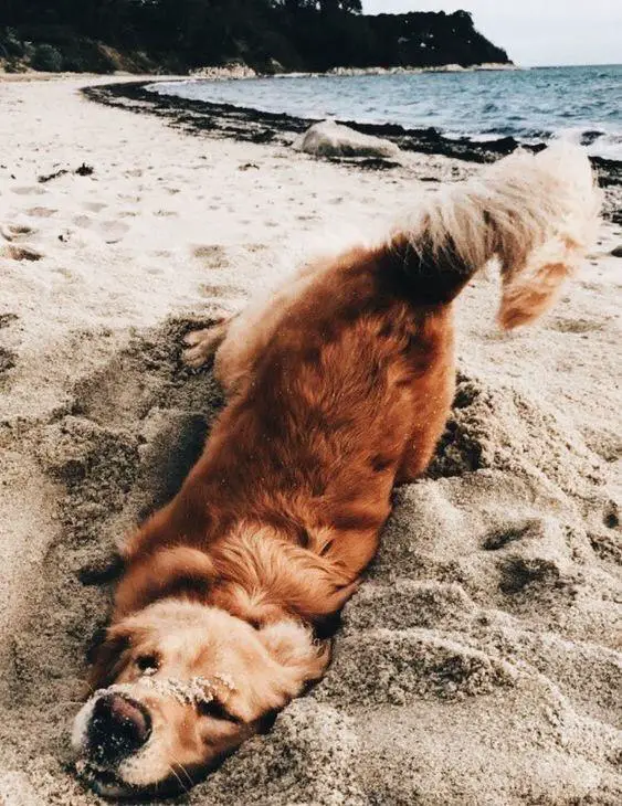 Golden Retriever digging the sand on the beach