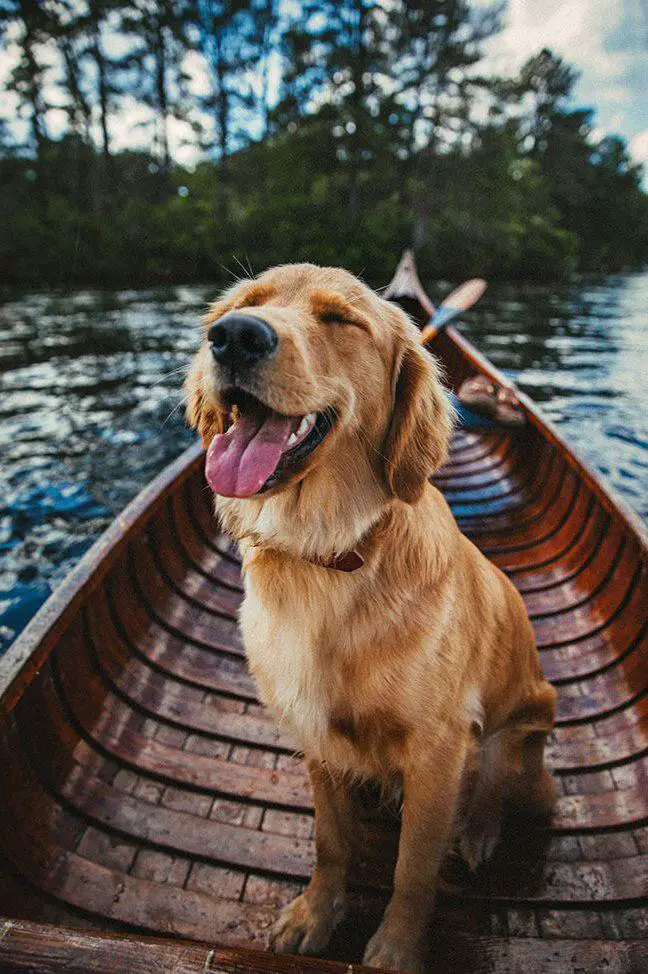 Golden Retriever with its tongue sticking out sitting on a small boat in the river