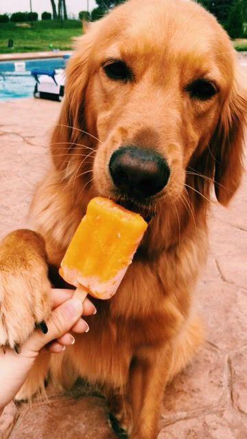 Golden Retriever licking a popsicle