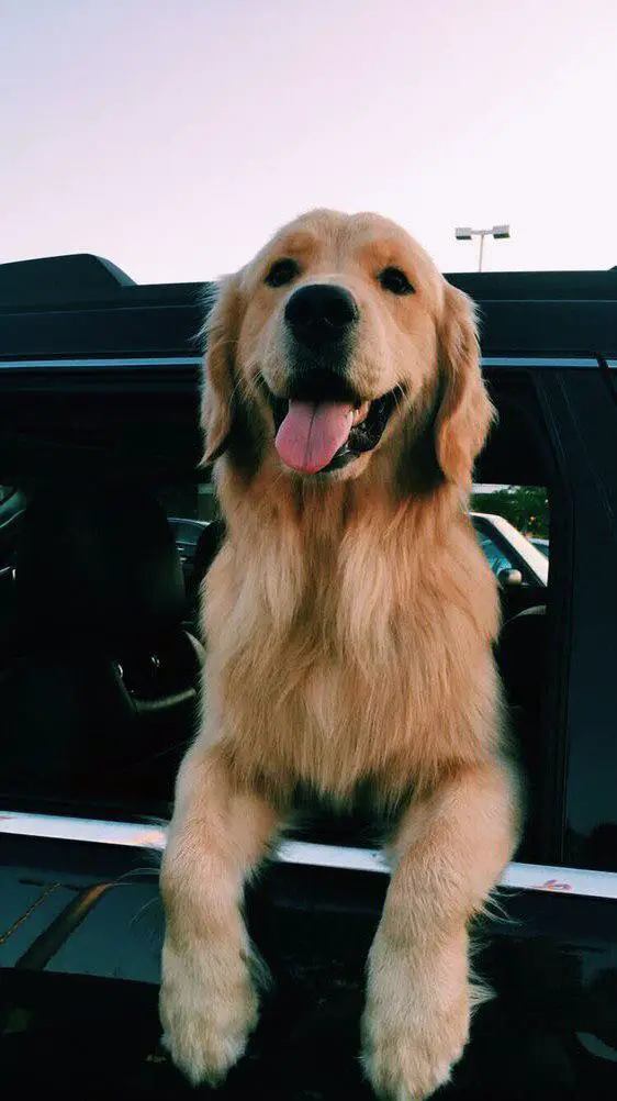 Golden Retriever outside the car window with its tongue sticking out