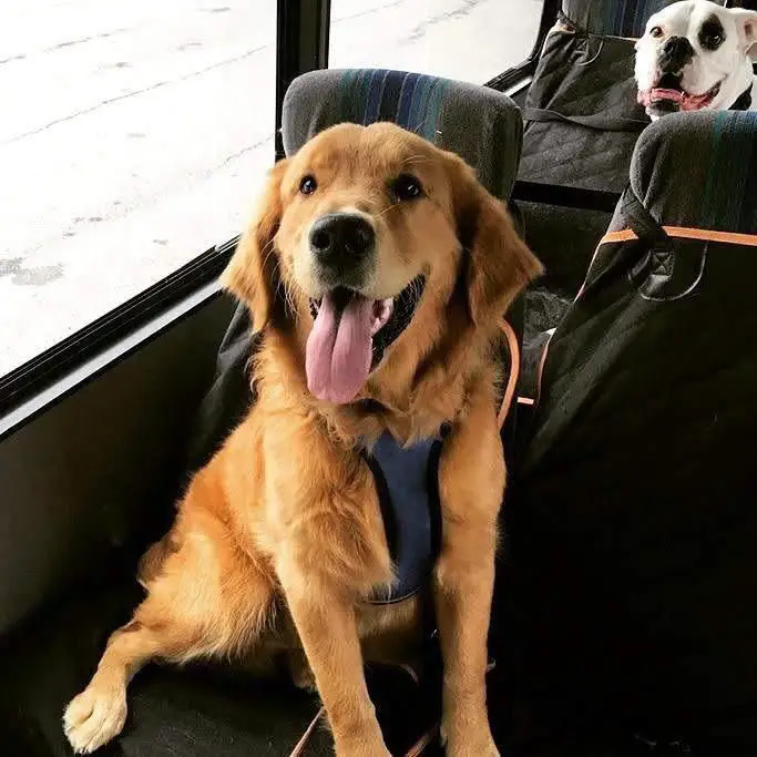 Golden Retriever sitting on the bus seat with its tongue sticking out