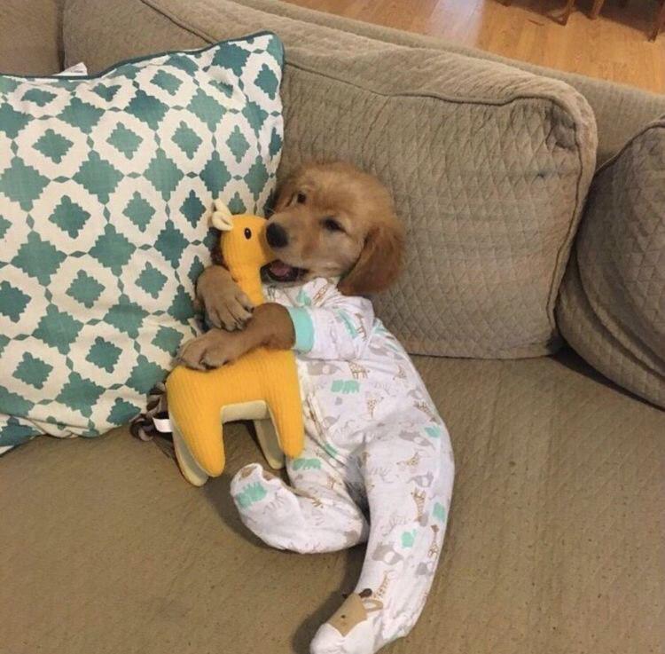 Golden Retriever puppy wearing a cute onesie pajamas lying on the bed while biting its giraffe toy