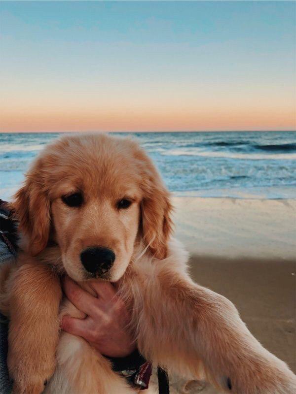 holding a Golden Retriever by the beach on a sunset