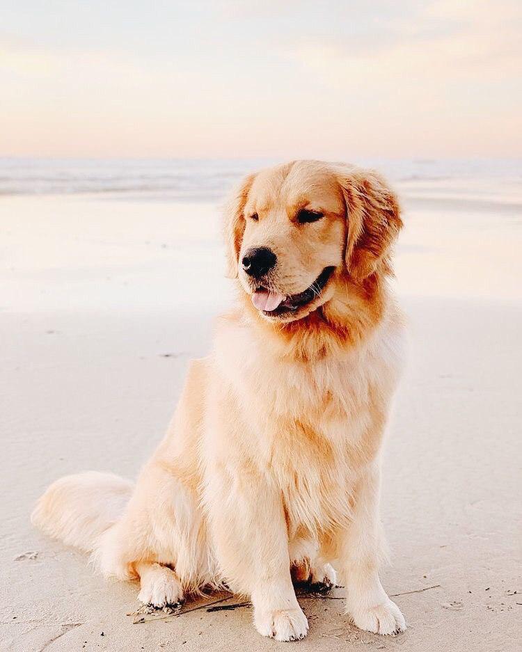 Golden Retriever sitting by the seashore