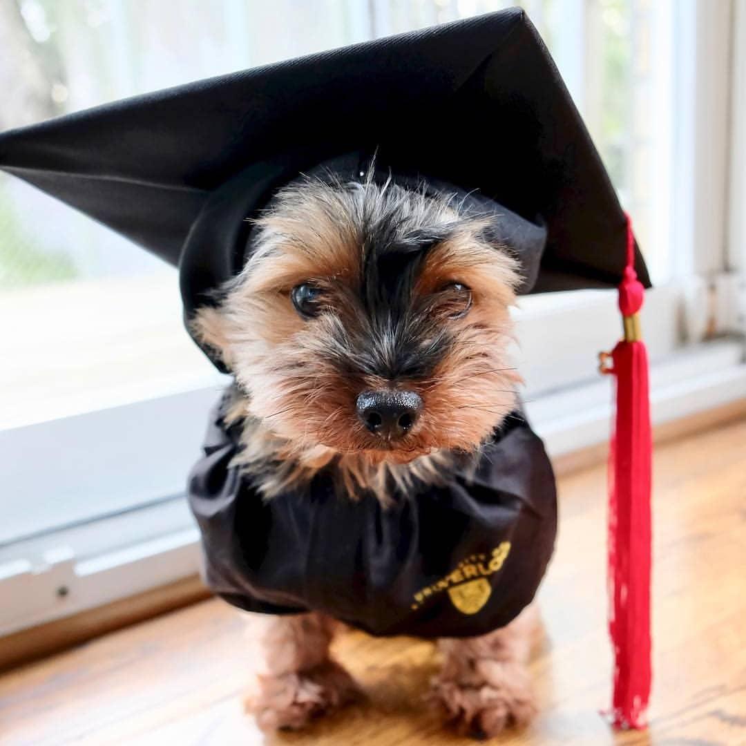 A Yorkshire Terrier wearing a toga and a graduation hat while sitting by the pavement