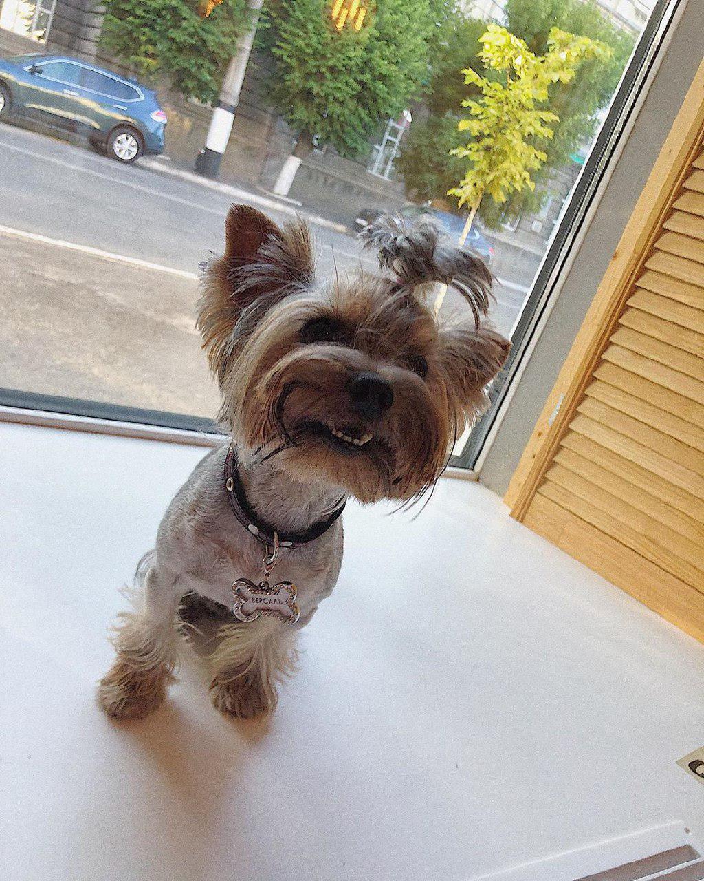 A Yorkshire Terrier sitting by the window while smiling