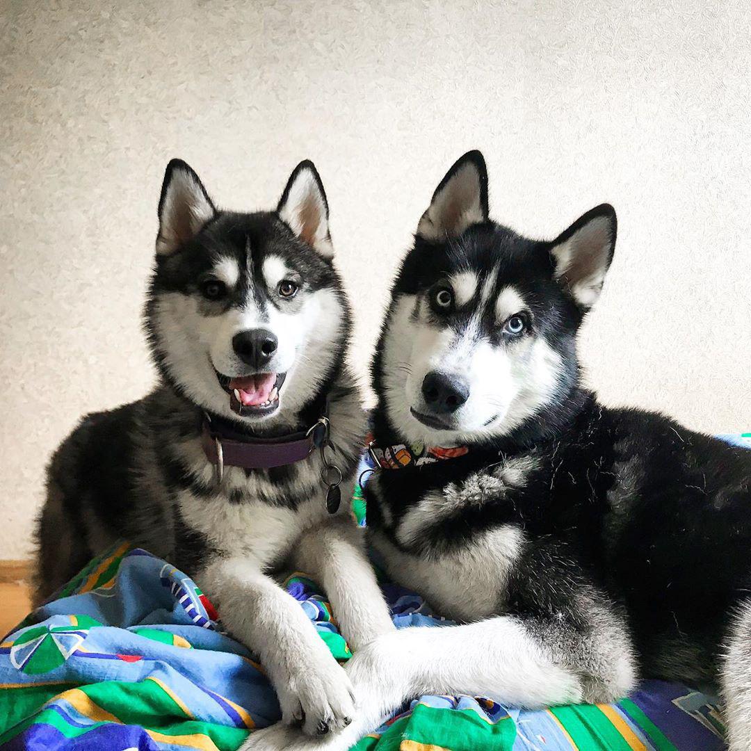 two Huskies lying on their bed
