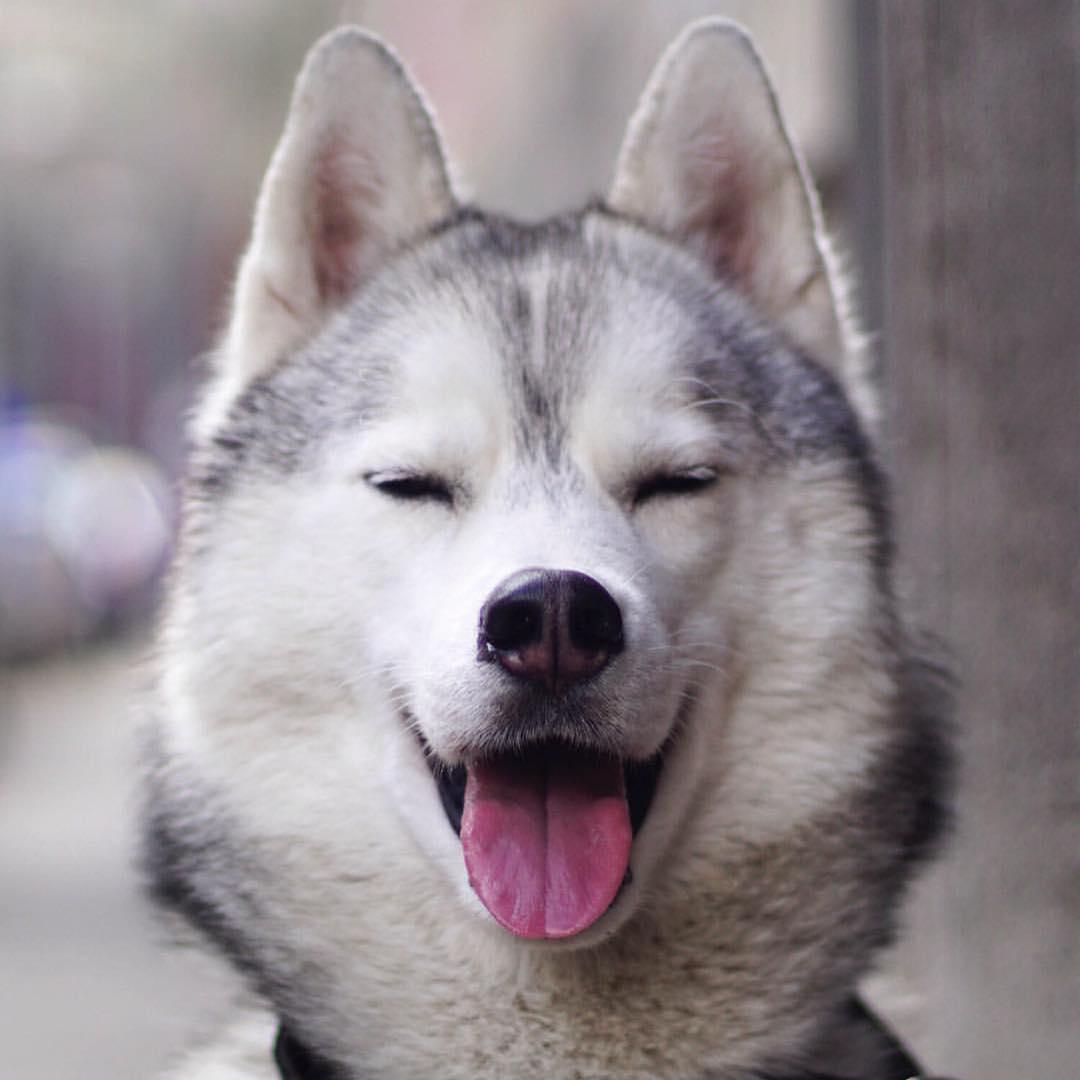 A happy Husky smiling with its tongue out