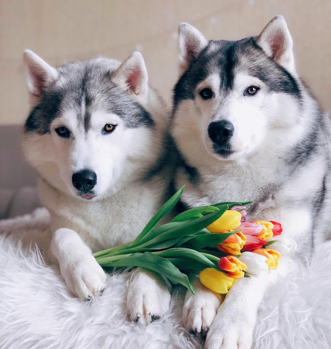 two Huskies lying on the couch with a bunch of tulip flowers