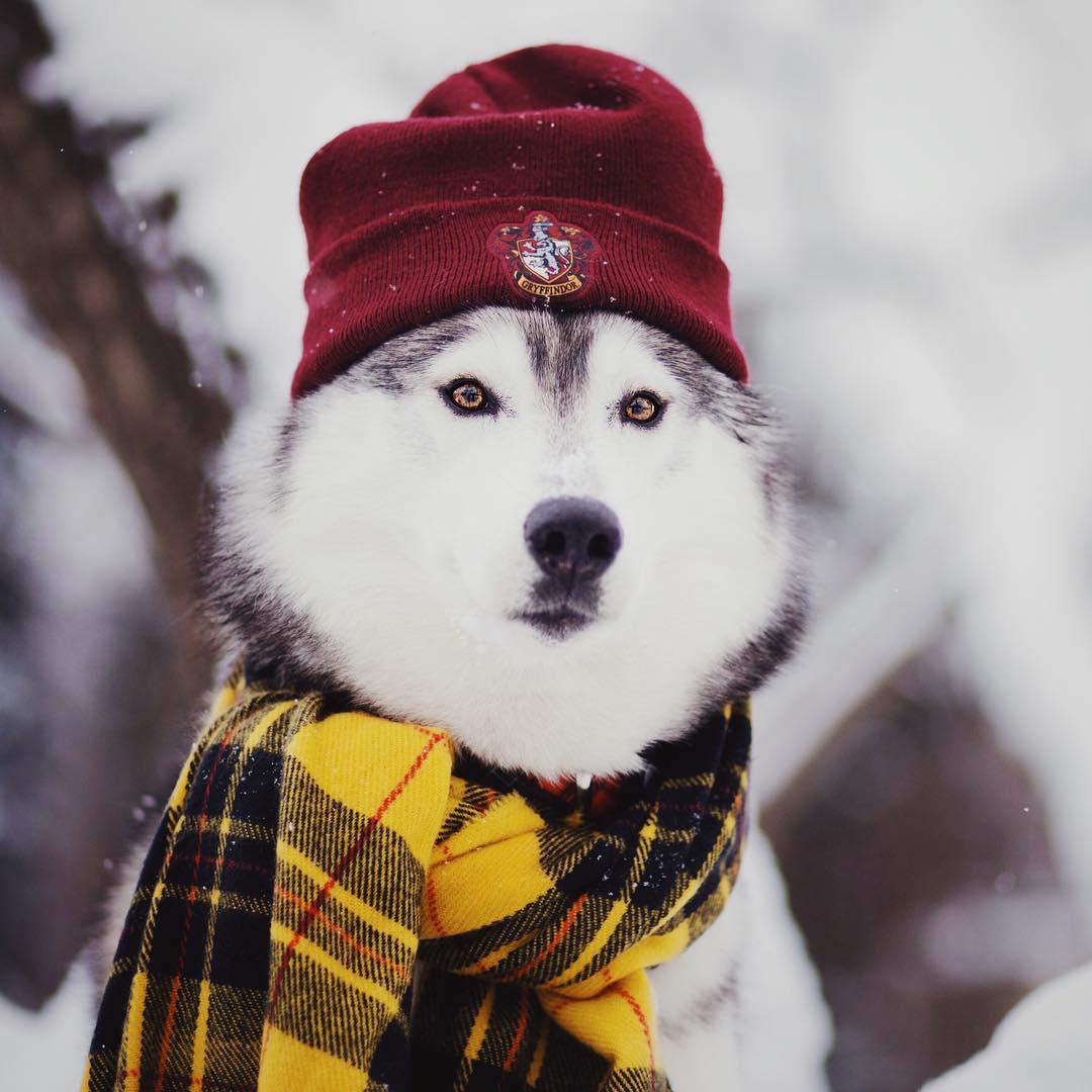 A Husky wearing a beanie and scarf outdoors during winter
