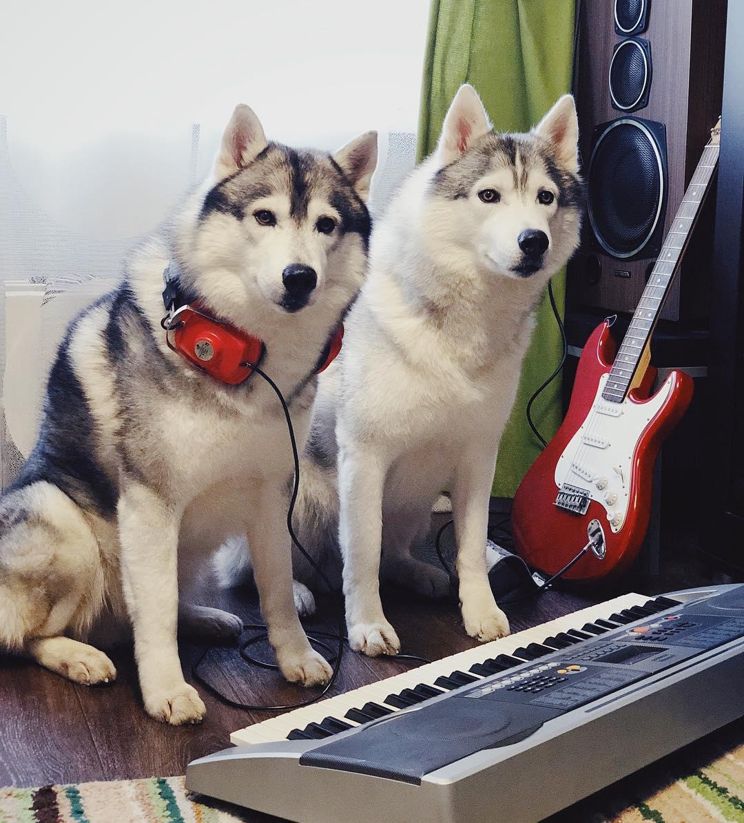 two Huskies sitting on the floor in front of a piano and next to the guitar and speakers