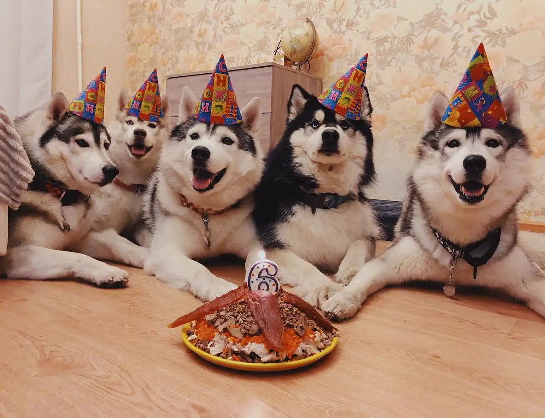 five Huskies lying on the floor behind their birthday cake