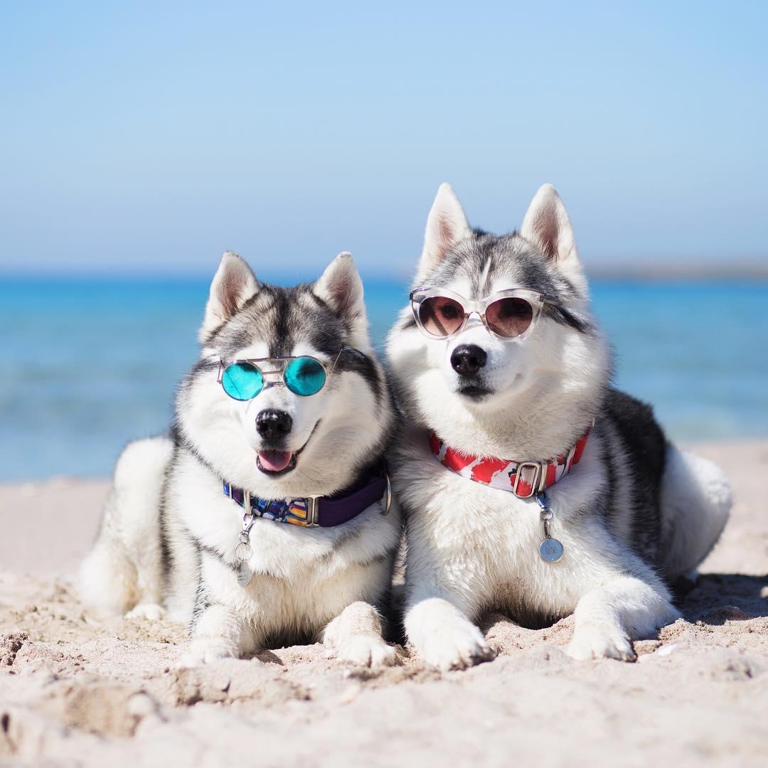 two Huskies wearing sunglasses while lying in the sand at the beach
