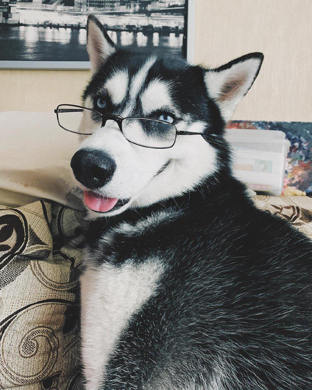 A Husky wearing glasses while sitting on the couch