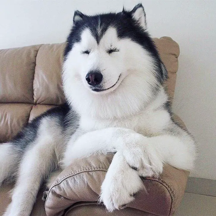A Husky sitting on the couch with its eyes closed
