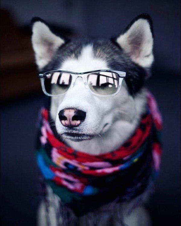 A Husky wearing sunglasses and a scarf while sitting on the floor