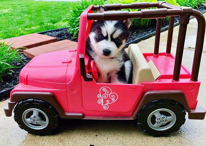 A Husky puppy inside a pink toy car