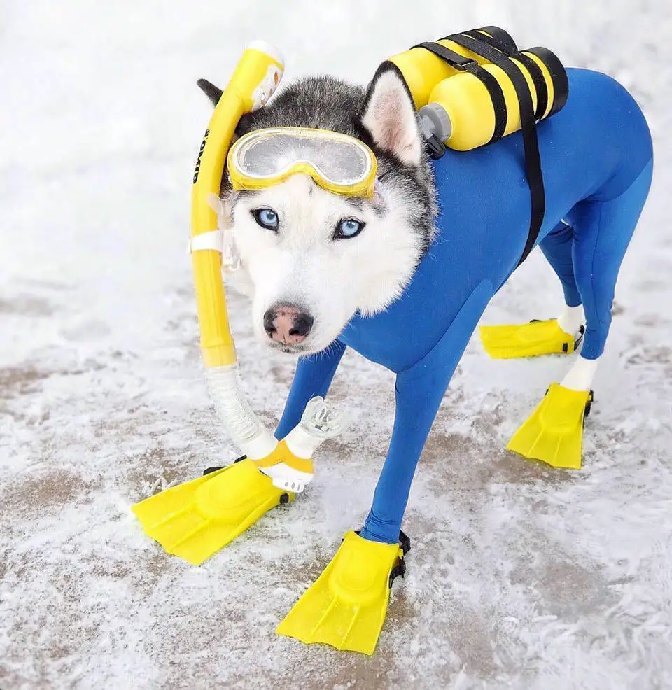 A Husky in scuba diver costume