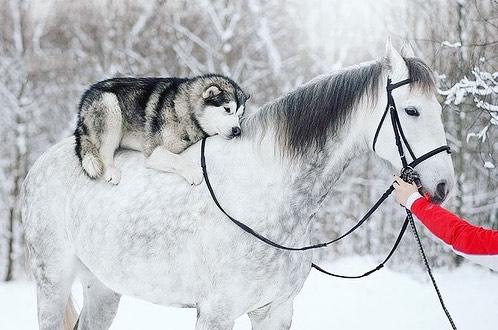 A Husky lying on top of a horse in the forest during winter