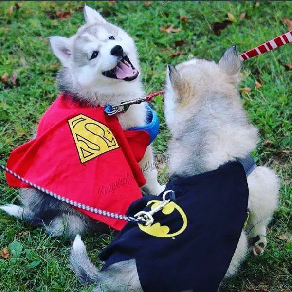 two Husky puppies wearing superman and batman cape while sitting on the grass