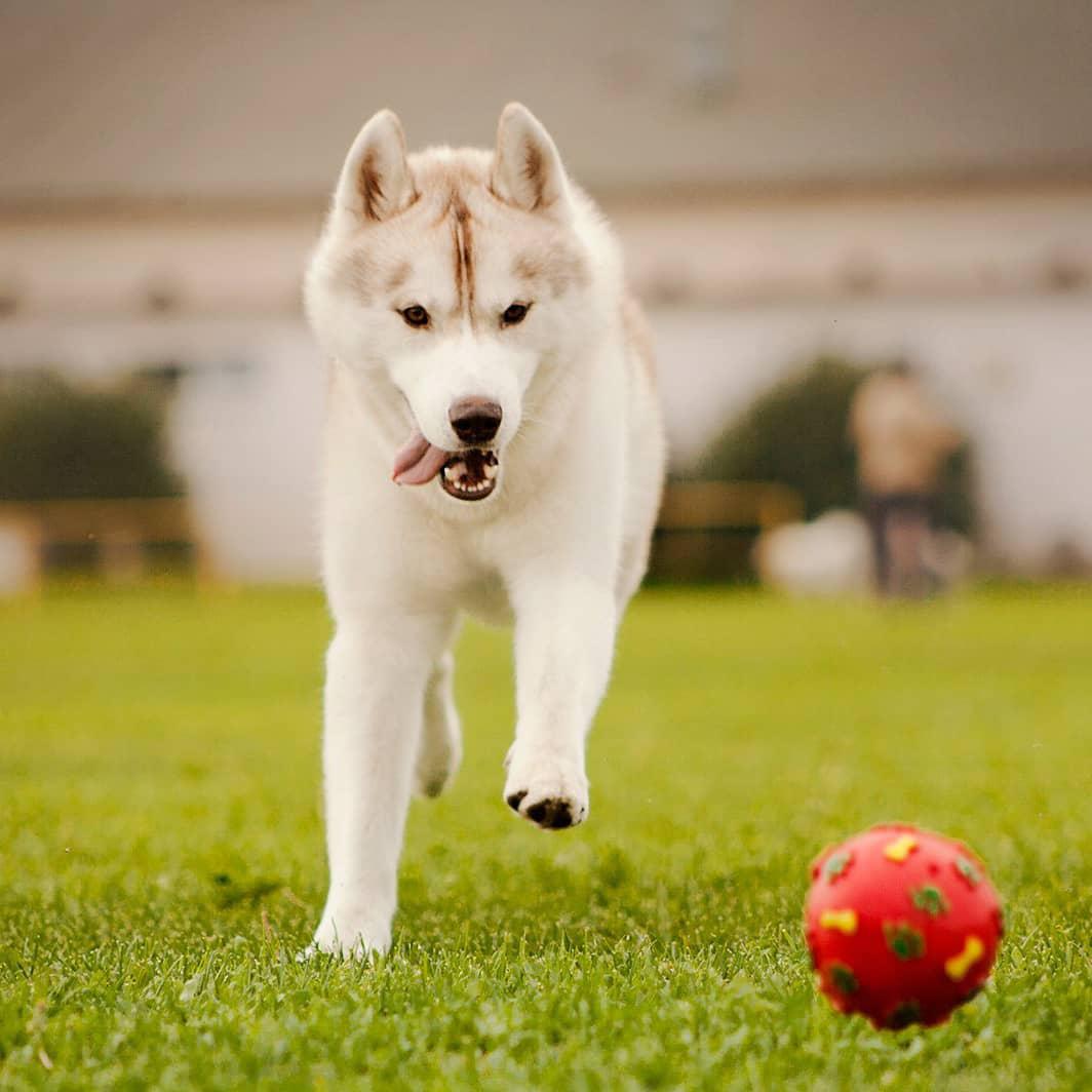 A Husky running towards the ball in the yard