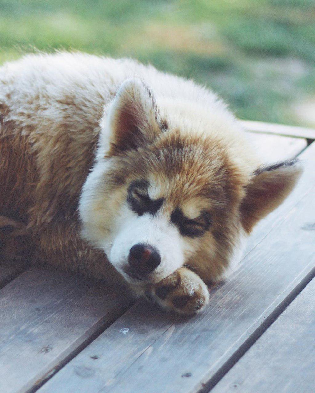A Husky puppy sleeping on the wooden floor in the backyard