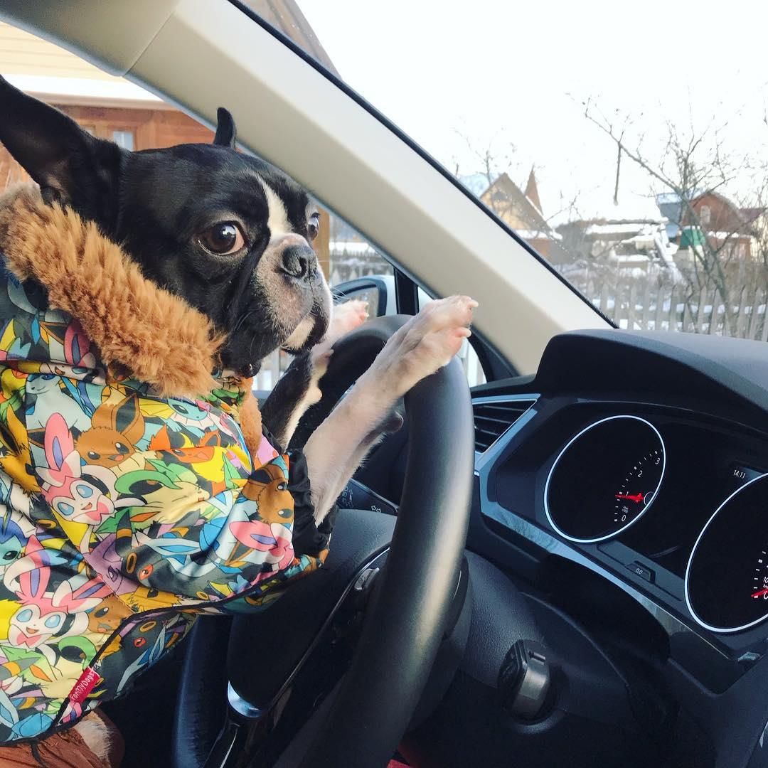 A Boston Terrier wearing a jacket sitting in the driver's seat while leaning towards the steering wheel inside the car