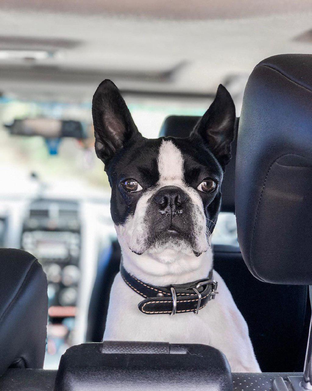 A Boston Terrier staring while sitting in the back seat inside the car