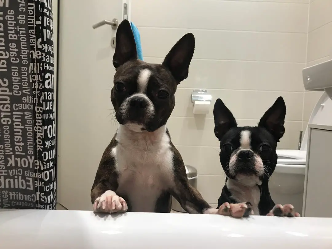 two Boston Terrier staring from behind the bathtub in the bathroom
