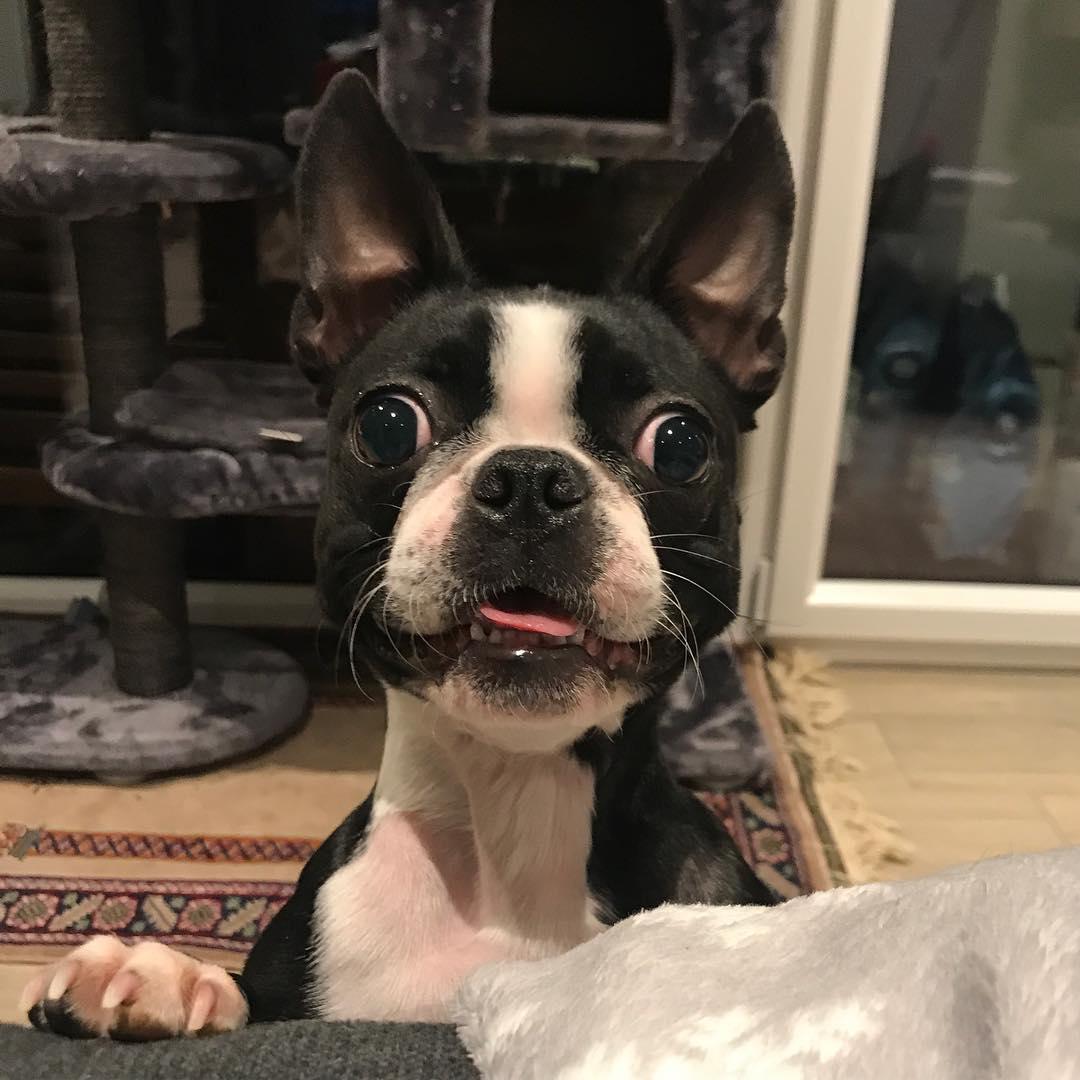 A Boston Terrier staring from behind the couch